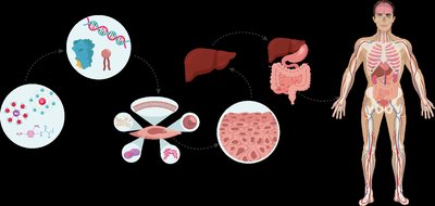 Levels of organization from molecules to organism
