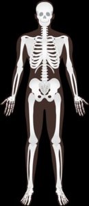Skeletal system