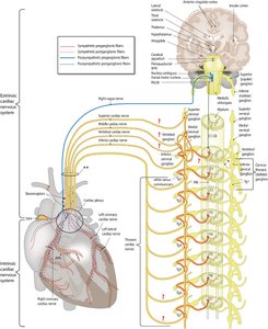 Autonomic nervous system regulation of the heart