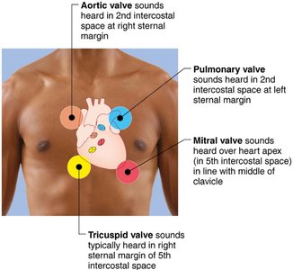 Auscultation sites for heart valve sounds