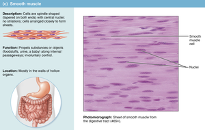 Smooth muscle photomicrograph and diagram