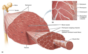 Skeletal muscle structural organization diagram