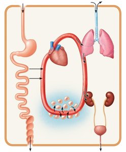 Organ systems interrelationships: digestive, respiratory, cardiovascular, urinary, integumentary