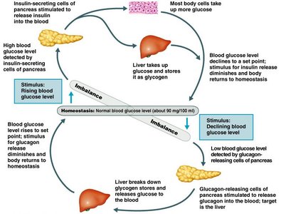 Negative feedback regulation of blood glucose