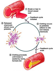 Positive feedback in blood clotting