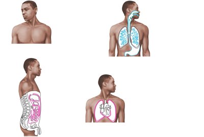 Classes of membranes: cutaneous, mucous, serous