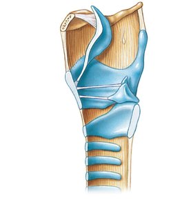 Sagittal section of the larynx
