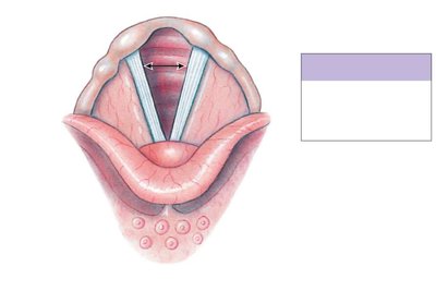 Glottis in the open position