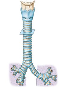 Trachea and main bronchi