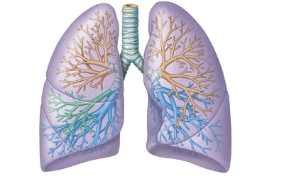Bronchopulmonary segments of the lungs