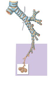 Branching pattern of bronchi in the left lung
