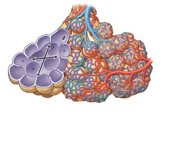Alveolar organization and capillary network