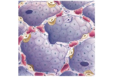 Alveolar structure with pneumocytes and macrophages