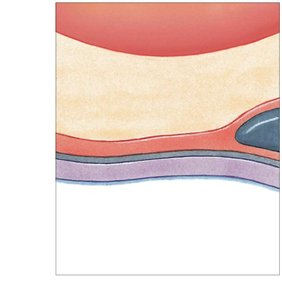 Blood air barrier structure