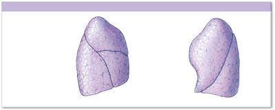 Lateral views of right and left lungs