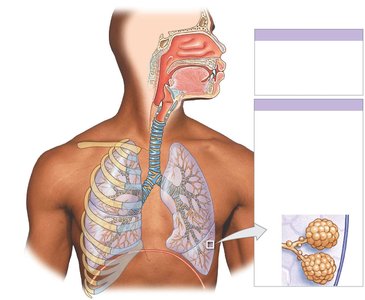 Diagram of upper and lower respiratory tracts