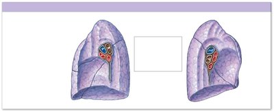 Medial views of right and left lungs, showing hilum