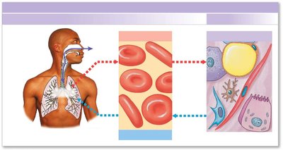 Overview of key steps in respiration