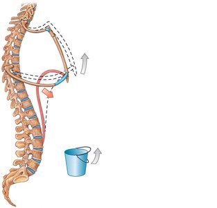 Thoracic cavity changes during inhalation