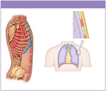 Thoracic cavity at rest