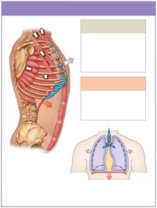 Muscles of inhalation