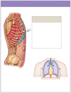 Muscles of exhalation