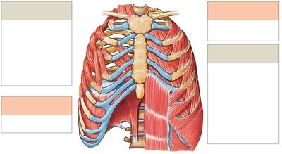 Primary and accessory respiratory muscles