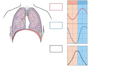 Pressure and volume changes during breathing