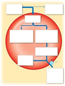 Carbon dioxide transport in blood