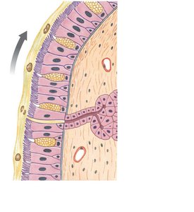 Diagram of respiratory epithelium with cilia and mucus movement
