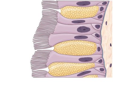 Sectional view of pseudostratified ciliated columnar epithelium
