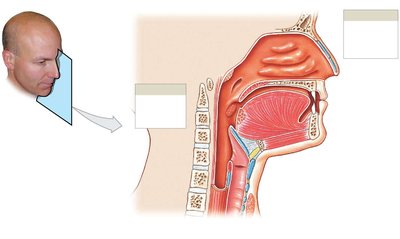 Sagittal section of nasal cavity and pharynx