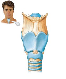 Anterior view of the larynx