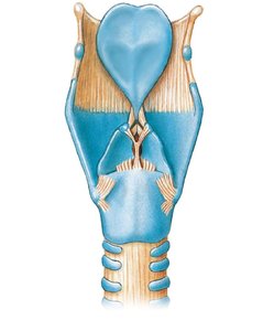 Posterior view of the larynx