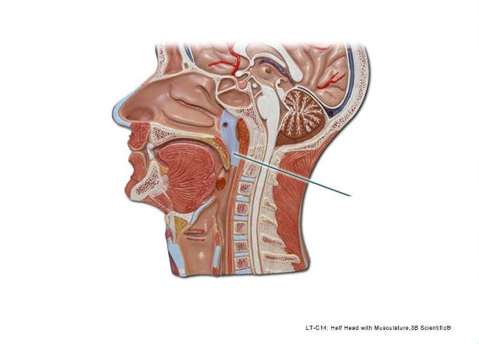 Sagittal section of the head and neck showing musculature and anatomical structures