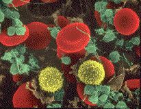 Microscopic view of blood cells