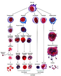 Hematopoiesis: blood cell formation