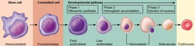 Erythropoiesis developmental pathway