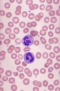 Erythrocyte structure