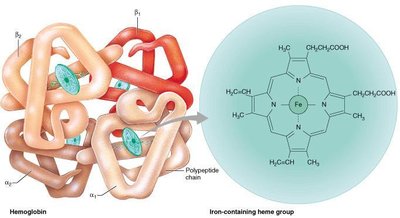 Hemoglobin structure and heme group