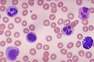 Agranular leukocytes: lymphocyte and monocyte