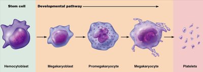Platelet development pathway