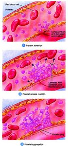 Platelet plug formation steps