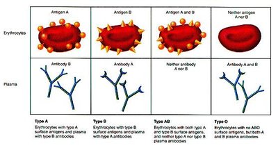 ABO blood types and antigens