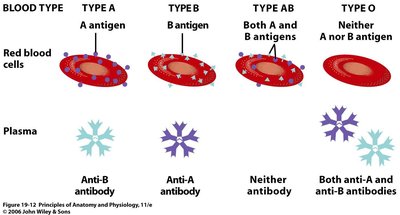 Blood types: antigens and antibodies