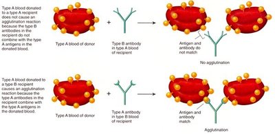 Rh antigen compatibility in blood transfusion