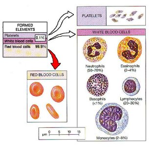Types of formed elements in blood