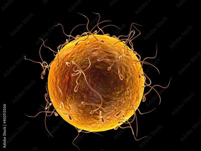 Sperm surrounding an oocyte (egg cell)