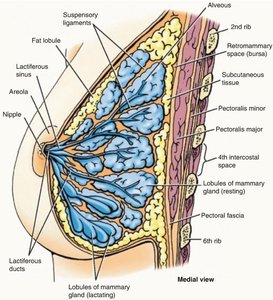 Anatomy of the breast and mammary glands