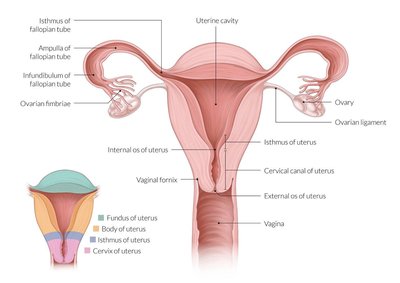 Uterus and associated structures